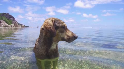 Funny Dog Plays on the Beach