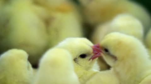 Small chickens closeup at farm. Baby birds close up at poultry farm