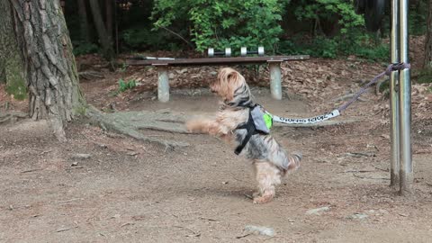 The dog is squirming on a leash