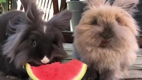 Two Angora rabbit