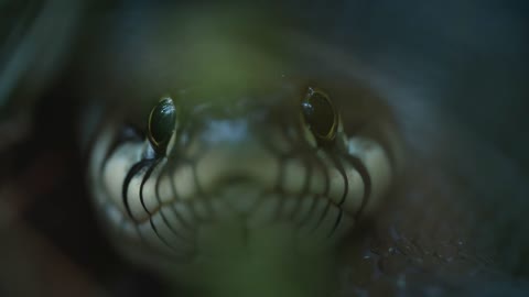 Dice Snake Swims through Marshes of Swamp Thickets and Algae. Natrix