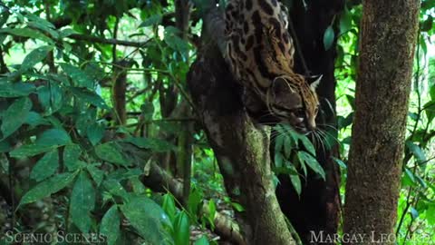 Amazon wildlife|animal that call the jungle home|Amazon rainforest