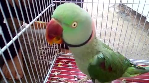 Loving Raw parrot talking ❤