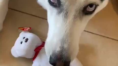 Husky Destroys $100,000 BEANIE BABY!!!