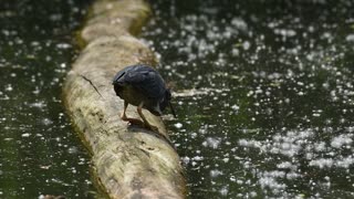 Heron Catching Breakfast