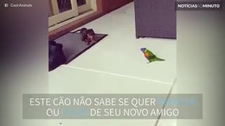 Uma amizade inusitada entre um cão e um periquito