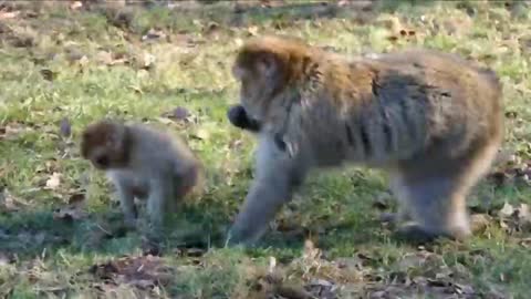 Baby monkey playing with mom monkey