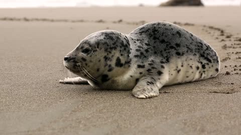 Cute Baby Seal On Shore