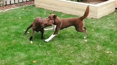 Boarder Collie Mix and Chocolate Lab having fun running around!