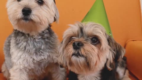 dogs-wearing-party-hats