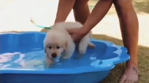 the Cute dog love swimming