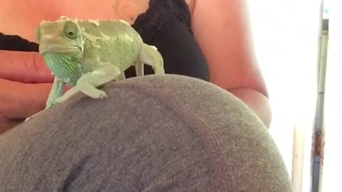 Jackson Chameleon Eats Worm