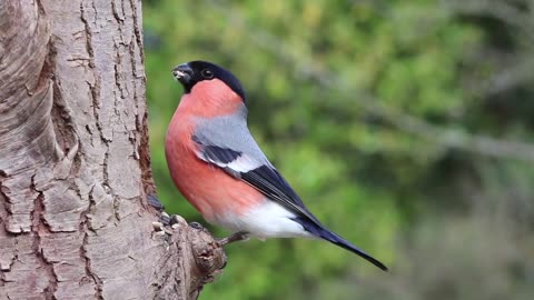 Beautiful birds