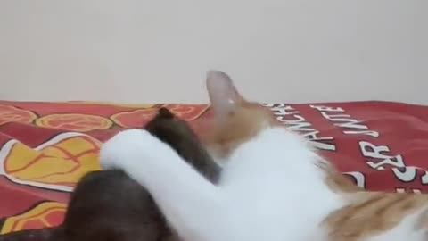 The cat tries to show a sweet act of love to the mouse that it has never done before