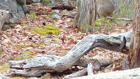 Bobcat Hunts Mink