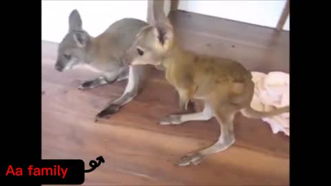 KANGAROO TRANSFORMATION FROM BABY TO MOTHER💕 (LOVE ANIMAL)