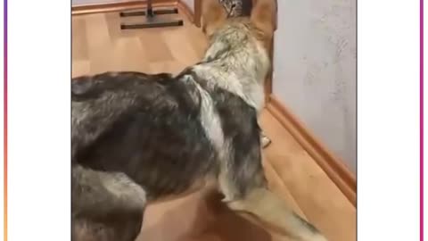 Cat surprised dog