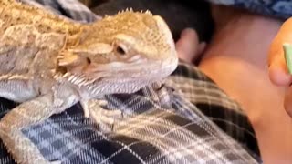 Bearded dragon