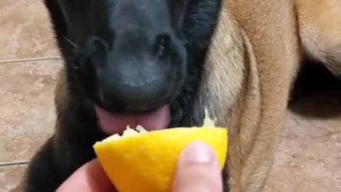 Funny dog eating lemon🤣🤣🤣🤣