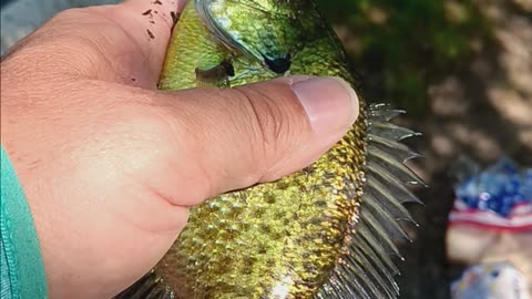 Bluegill kissena