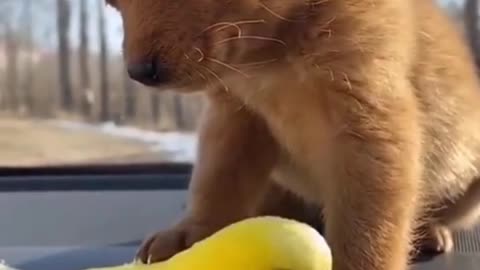 The Only Cat and parrot friendship Video You Need to Watch