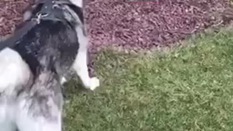 Husky asustado frente a una inofensiva estatua de un ciervo