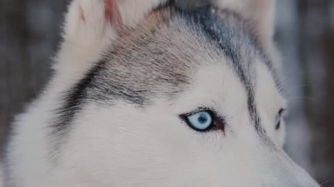 Close-Up Video of a Siberian Husky Looking Around