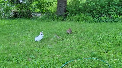 Pet rabbit meets wild rabbit for the first time