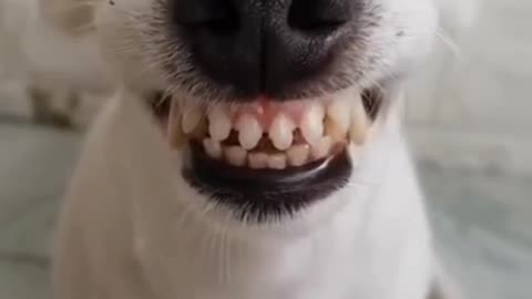 The funny dog