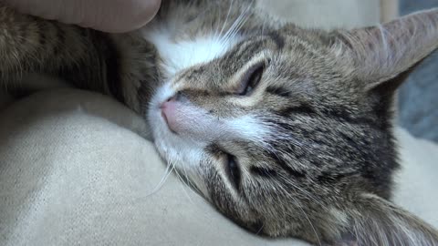 Cat Purrs Loudly and Wants to Kiss Mom