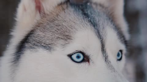 Epic playtime between cat & husky best friends