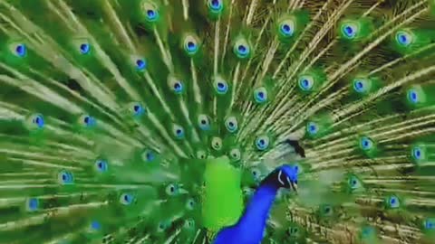 Peacock Dancing 👌👌