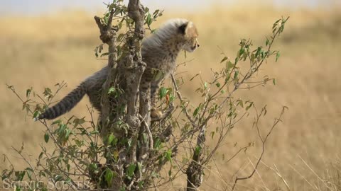 Baby Animals | Amazing World Of Young Animals #rumble #baby #animals