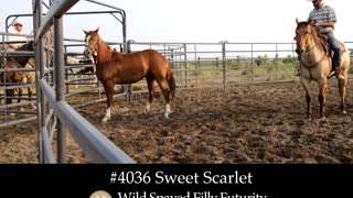 4036 Sweet Scarlet- 2019 Wild Spayed Filly Futurity