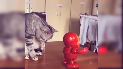 Funniest cute cat video.