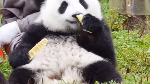 The cute panda is eating bamboo