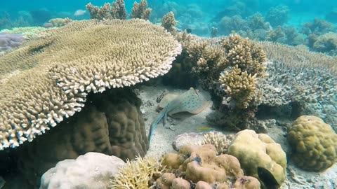 A Sting Ray on the move