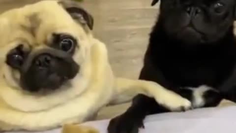 Cute and Funny Dogs Videos Compilation