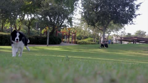 Dog playing in park🥰