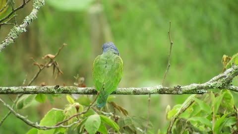 green parrots