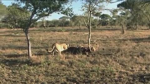 King Of Africa - Wildlife Animals- Nat Geo