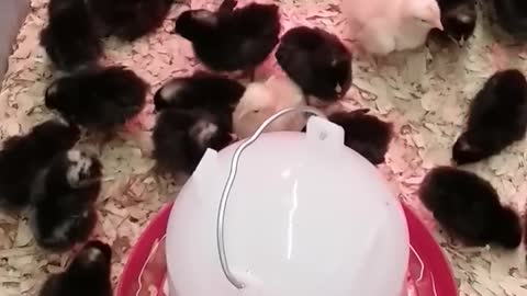 Baby Chicks are Too Cute