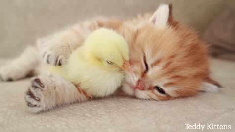 Kitten sleeps sweetly with the Chicken 🐥