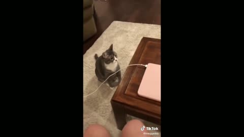 Cat Taking Charger Cable From Appliance - TikTok Cats (Funny Animals #349)