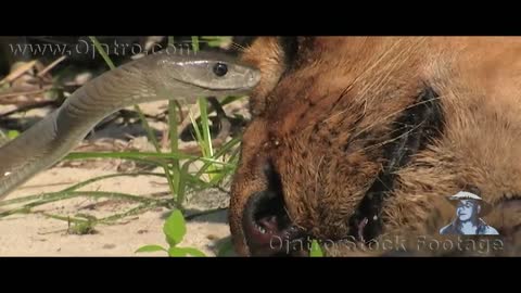 Black Mamba Bites a Lion