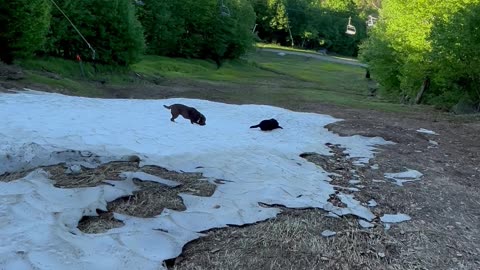 Dogs Play in the Last Snow of the Season