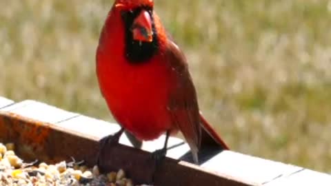 Canary Singing Sounds