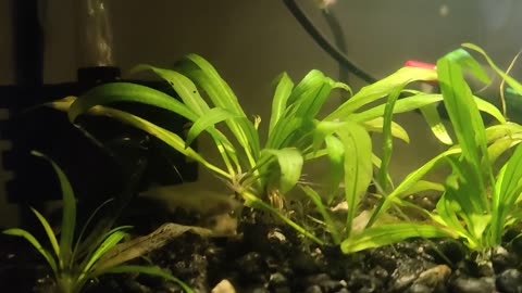 Endlers #MFTAQ 5.5GD Update