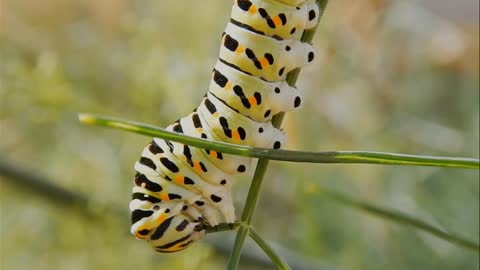 Macro Footage of a colorful cater pillar chewing on a stem