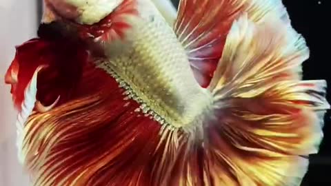 Galaxy betta, Breeding Betta Fish now | Life Cycle | Trending | Viral |